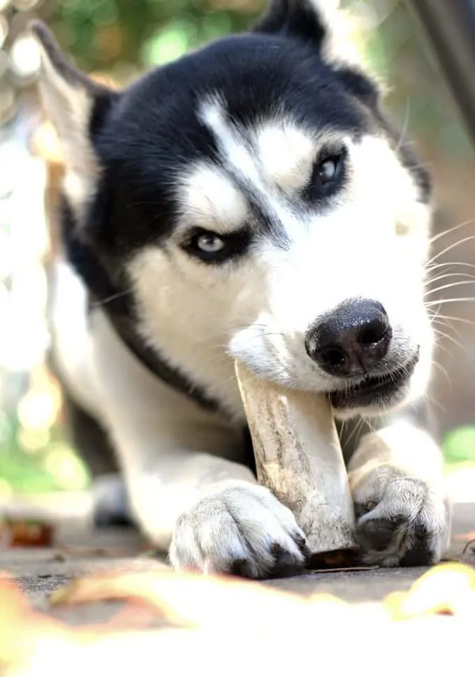 Husky chewing on bone
