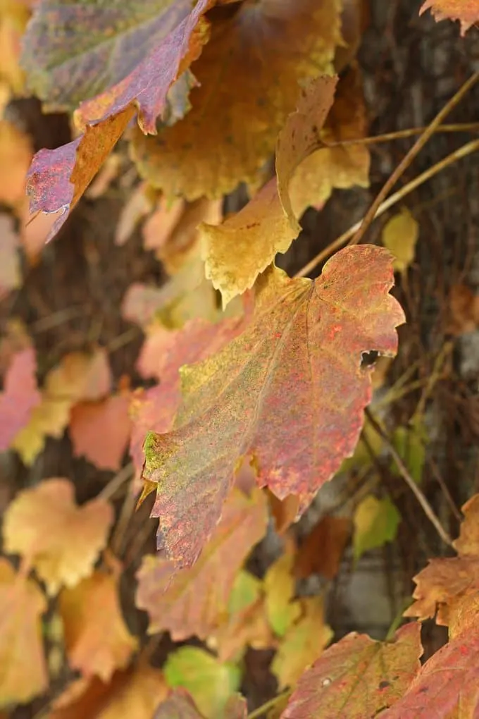Ivy Leaves in Fall