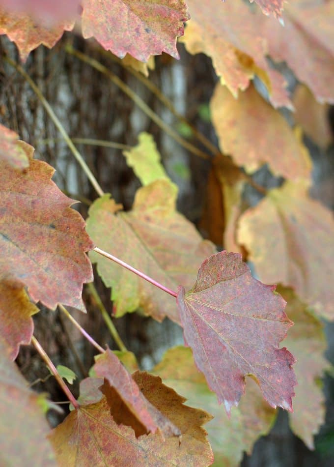 Fall Ivy Leaves