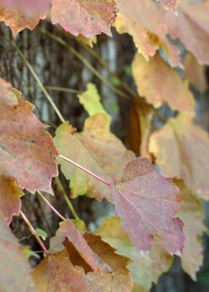 Fall Ivy Leaves