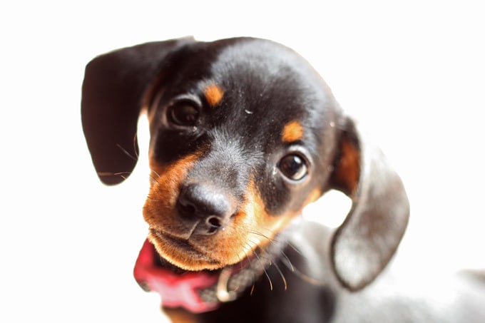 Cutest Puppy Ever