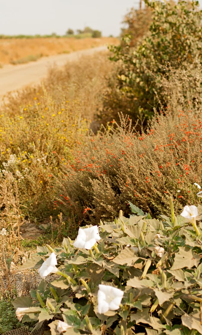 Muir Glen Vine to Table | honeyandbirch.com