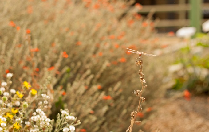 Muir Glen Vine to Table | honeyandbirch.com