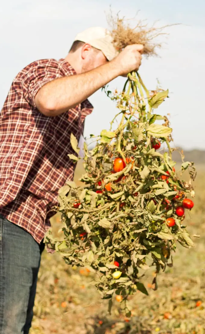 Muir Glen Vine to Table | honeyandbirch.com