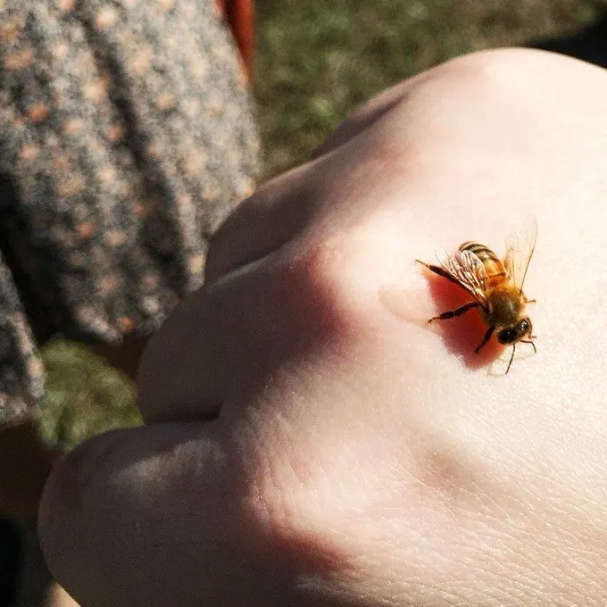 Live honey event in Florida with Honey Nut Cheerios