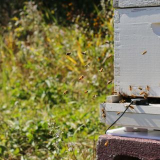 Join me and Feed a Bee by working together to help bees thrive! Learn ways that you can help bees flourish! | www.honeyandbirch.com Sponsored Pin