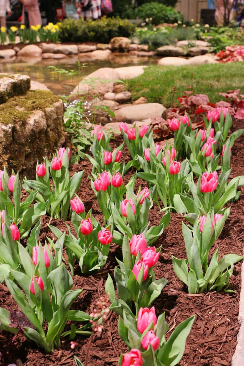 Tulips in front of an indoor pond.