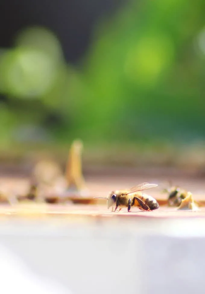National Honey Bee Day - Best Honey Recipes