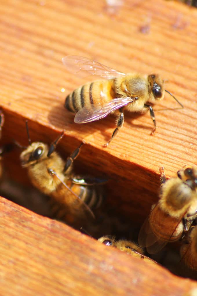 The best honey recipes! Find recipes using honey for main dishes, appetizers, desserts, drinks and more! Grab your favorite local honey and get cooking.