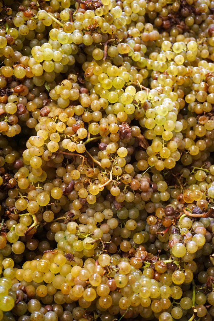 wine grapes