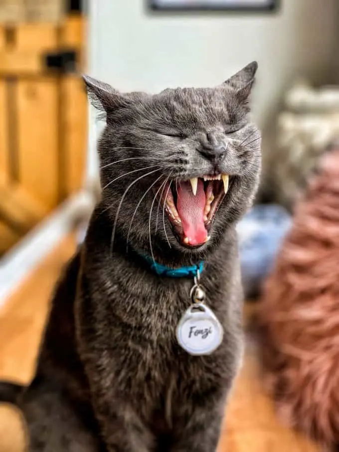 pounce cat cafe in downtown Charleston
