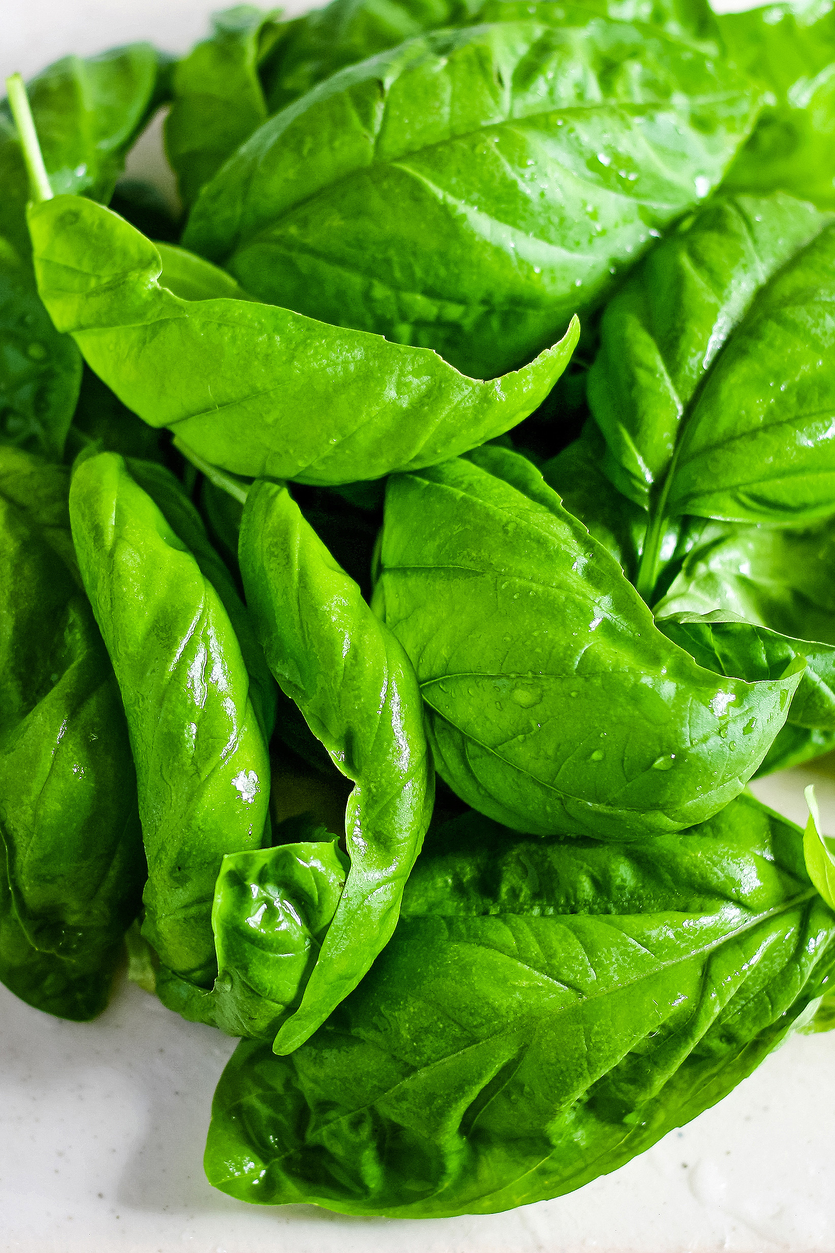 pile of fresh basil